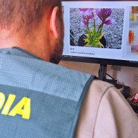 Recolecta flora protegida, la cultiva y la pone en venta en Extremadura