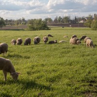 La ovejas trabajarán hasta el 30 de junio para prevenir incendios en Extremadura