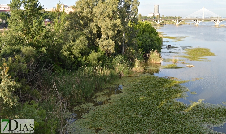 Delegado de Gobierno sobre el río Guadiana: “Lo vamos a ver sin especie invasora”