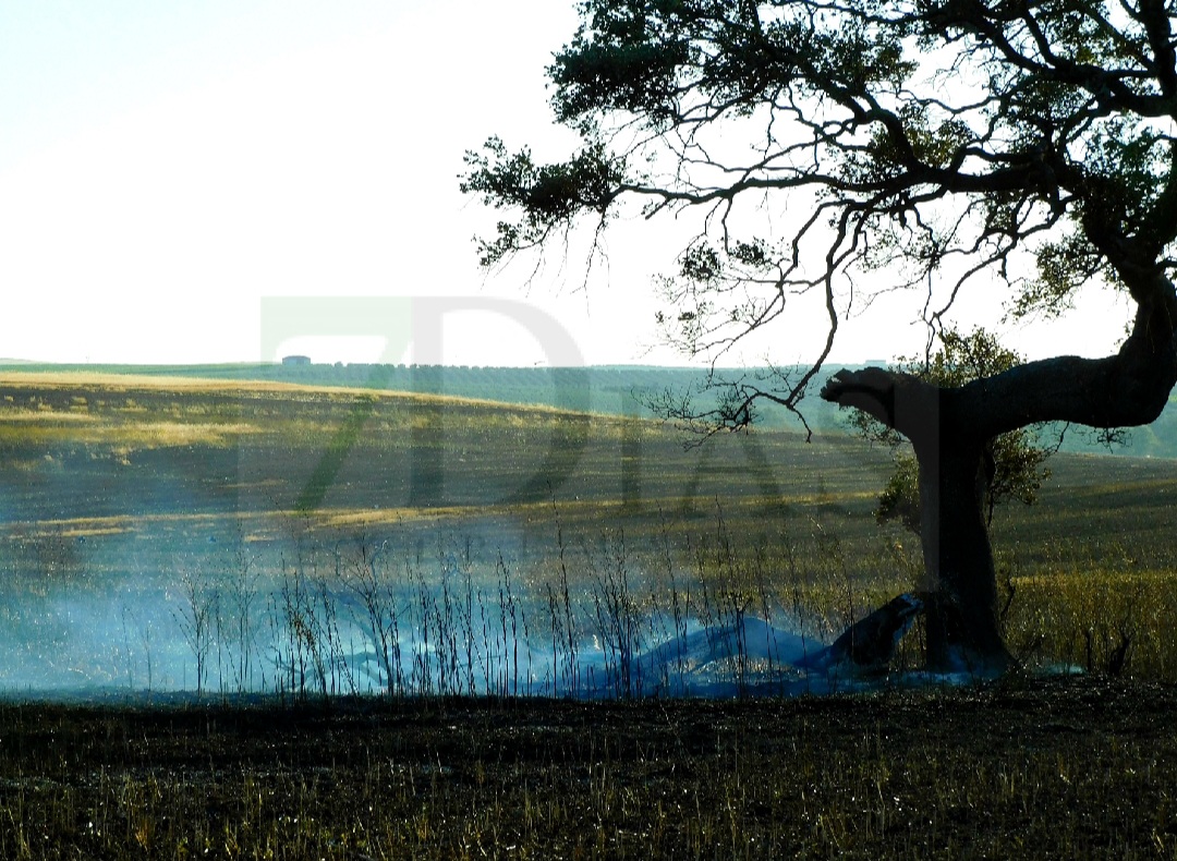 Gran incendio entre Talavera y La Albuera (BA)