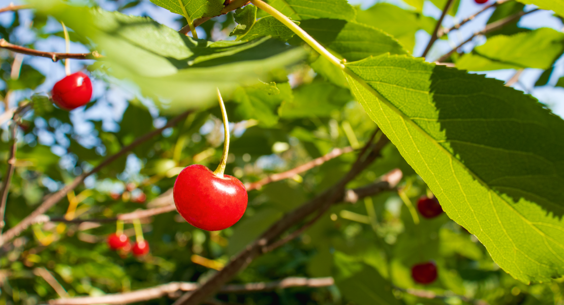 Las peticiones de UED para solidarizarse con los productores de cereza del norte de Extremadura