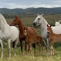 Extremadura, tierra de caballos