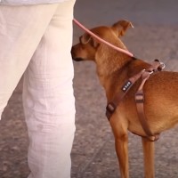 ¿Podrán entrar los animales a los colegios electorales este 9-J?