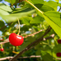 Las peticiones de UED para solidarizarse con los productores de cereza del norte de Extremadura