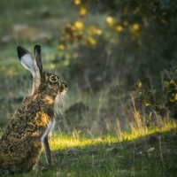 Quintana advierte lo que pasará con los cazadores furtivos en Extremadura