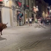 Polémica tras matar de un tiro a un toro en Coria (CC): "Es una salvajada"