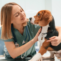 Podrías pagar menos por la atención veterinaria de tu mascota si sale adelante esta propuesta