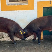 Exitosa subasta de ganado porcino en Extremadura