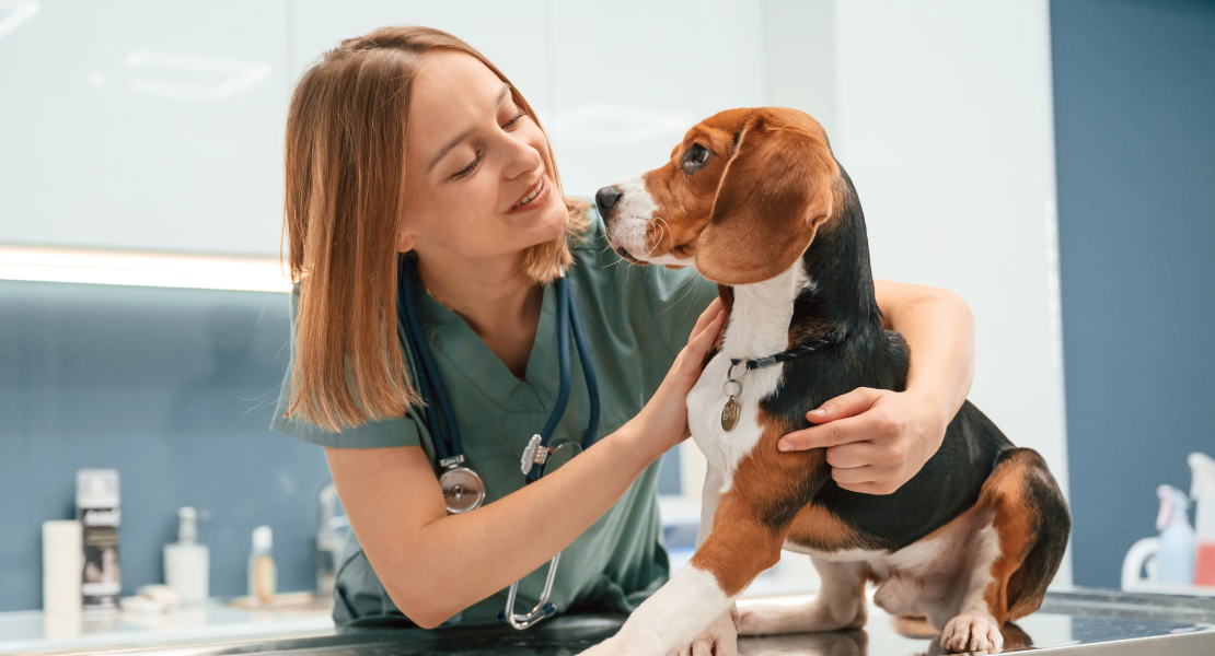 Podrías pagar menos por la atención veterinaria de tu mascota si sale adelante esta propuesta