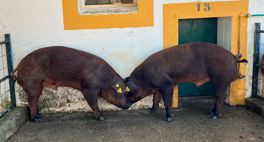 Exitosa subasta de ganado porcino en Extremadura - Extremadura7dias.com ...