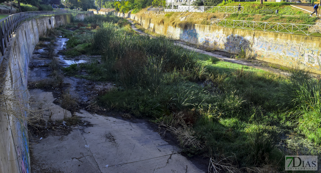 El Ayuntamiento anuncia que fumigará y limpiará los arroyos Rivillas y Calamón