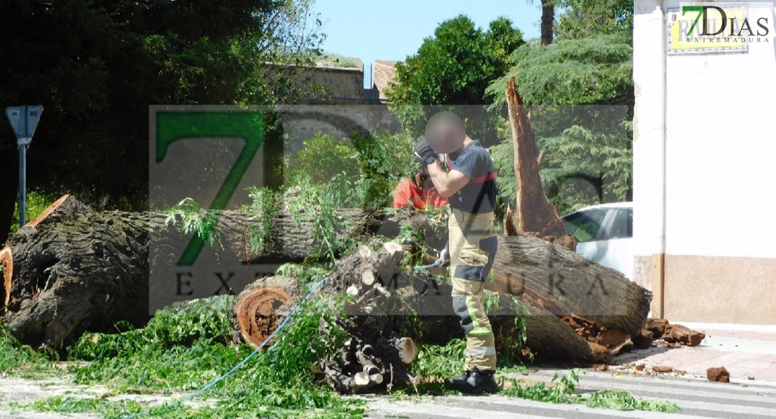 Bomberos de Badajoz retiran un árbol de grandes dimensiones de la vía pública