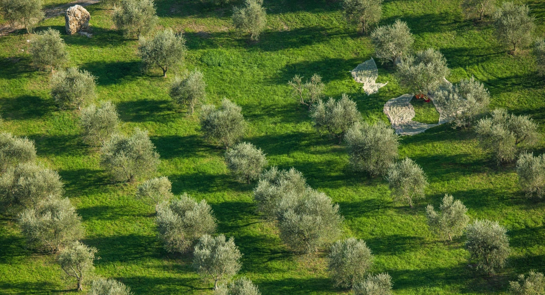 Cientos de olivareros se quedan sin ayuda en Extremadura