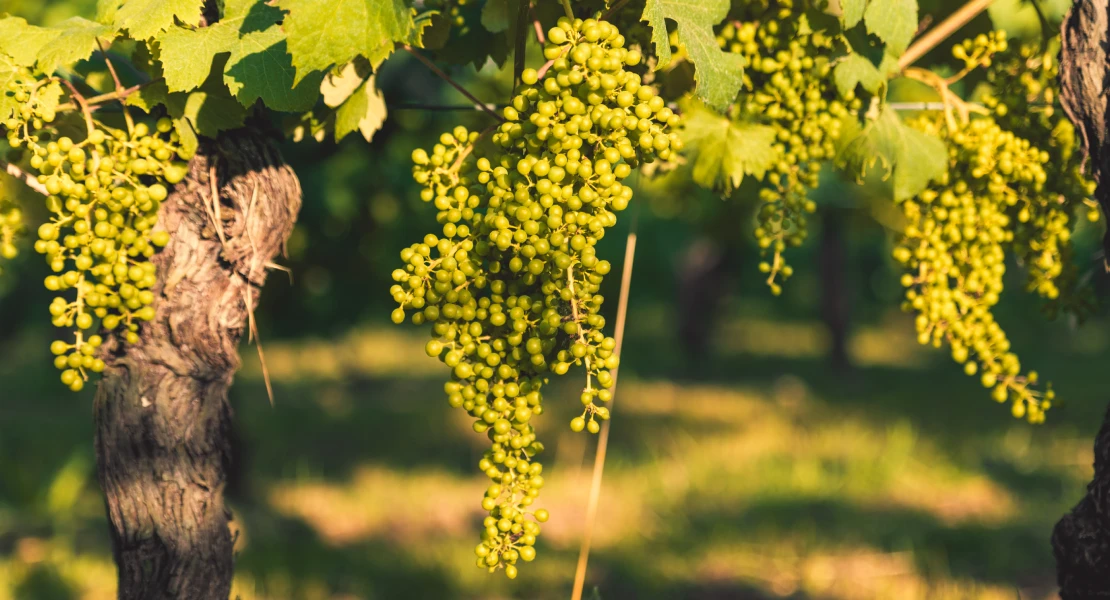 Aumentan las ayudas a la producción agrícola en Extremadura