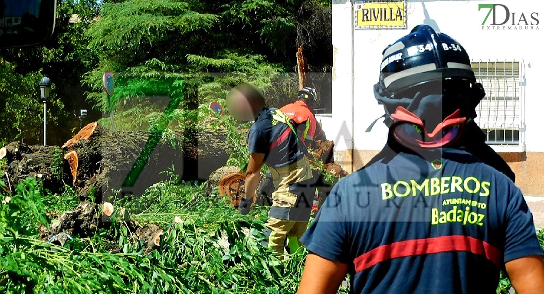 Bomberos de Badajoz retiran un árbol de grandes dimensiones de la vía pública