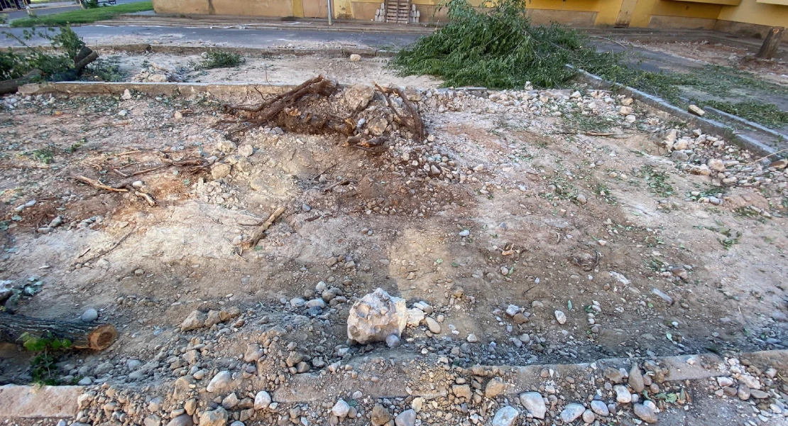 Exigen parar la tala de árboles de la barriada de La Paz en Badajoz