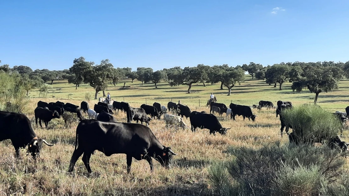 Ayudas para la cría de razas autóctonas españolas en Extremadura