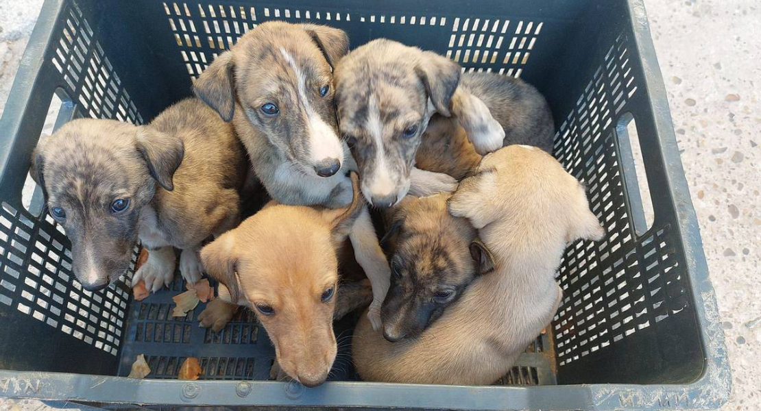 Más de 300.000 mascotas son abandonadas al año en nuestro país