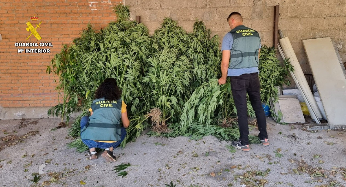 Detenido en Coria tras interceptarle 17 plantas de marihuana