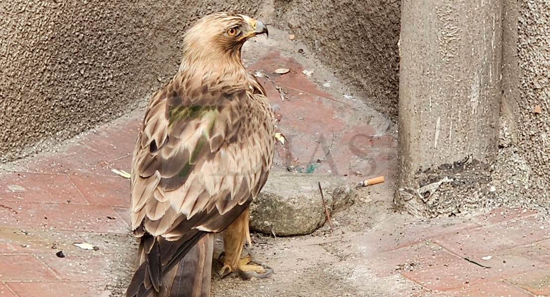 Aparece un águila en un edificio de Navalmoral de la Mata