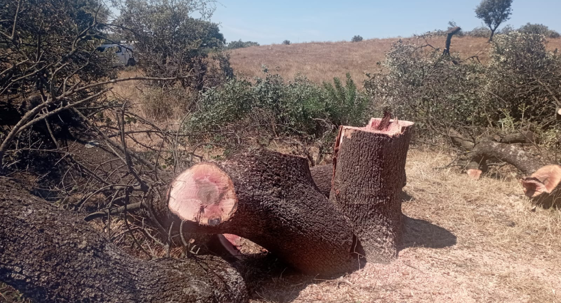 Denuncian la tala de más de 100 encinas centenarias en Extremadura