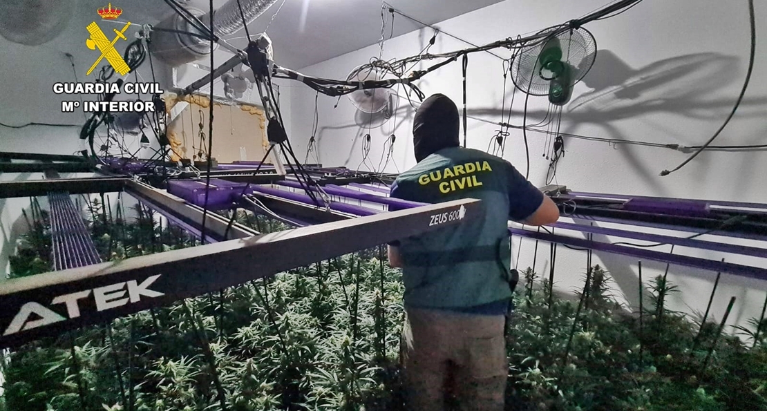 Operación antidroga en Extremadura: incautan marihuana en dos viviendas contiguas