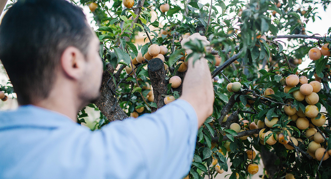 ¿Cuánto cobra una persona trabajando en el campo extremeño?