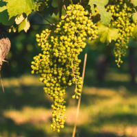 Aumentan las ayudas a la producción agrícola en Extremadura