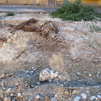 Exigen parar la tala de árboles de la barriada de La Paz en Badajoz