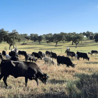 Ayudas para la cría de razas autóctonas españolas en Extremadura