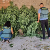 Detenido en Coria tras interceptarle 17 plantas de marihuana