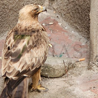 Aparece un águila en un edificio de Navalmoral de la Mata