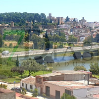 Muere un perro atrapado en la planta invasora del río Guadiana en Badajoz