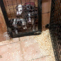 Detenida una pareja que vendía perros con cartillas falsas de Cáceres y Badajoz