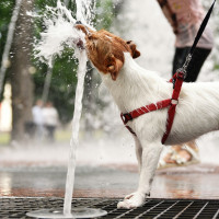 PACMA alerta de las consecuencias de la ola de calor: piden fuentes en todos los parques