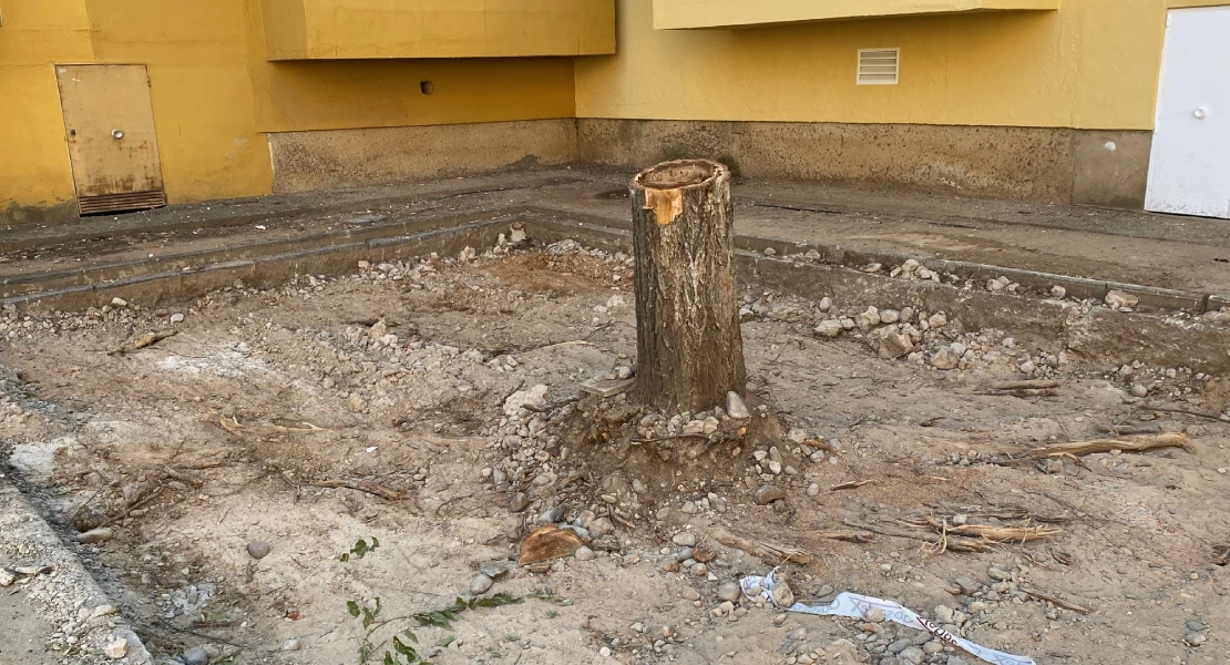 Exigen parar la tala de árboles de la barriada de La Paz en Badajoz