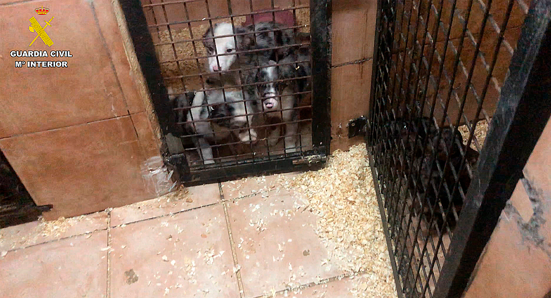 Detenida una pareja que vendía perros con cartillas de Cáceres y Badajoz