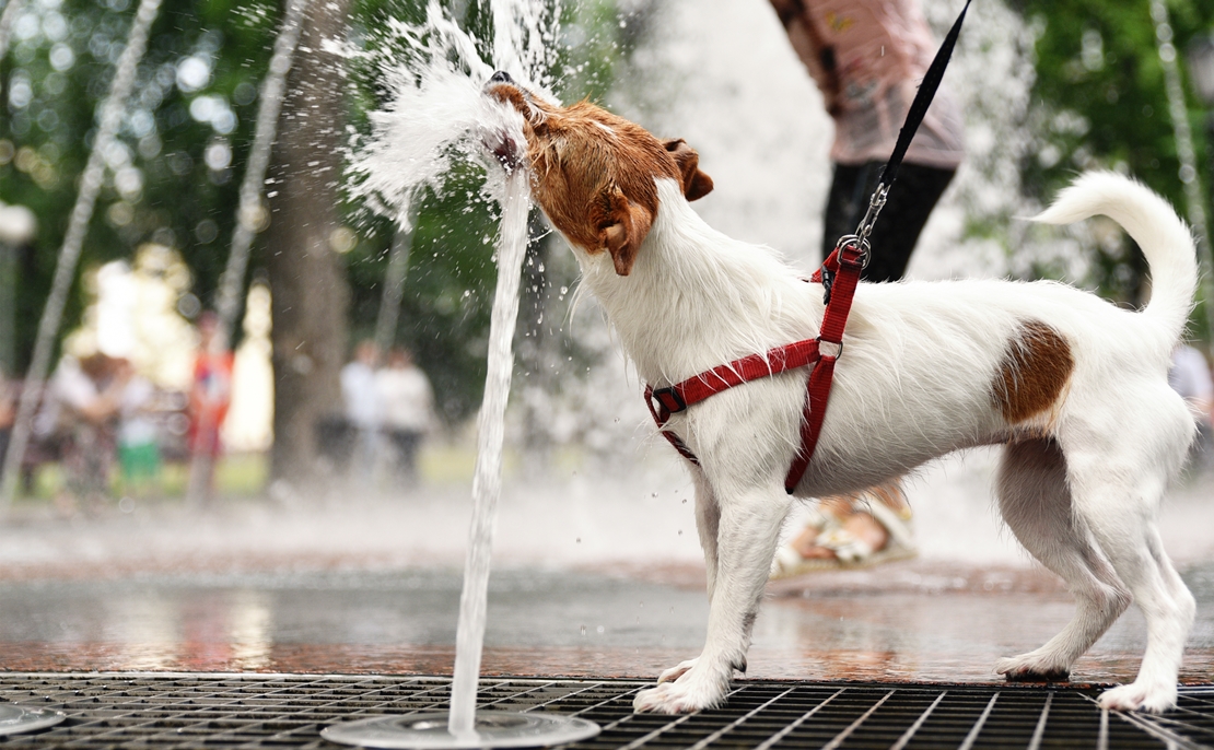 PACMA alerta de las consecuencias de la ola de calor: piden instalar fuentes en todos los parques