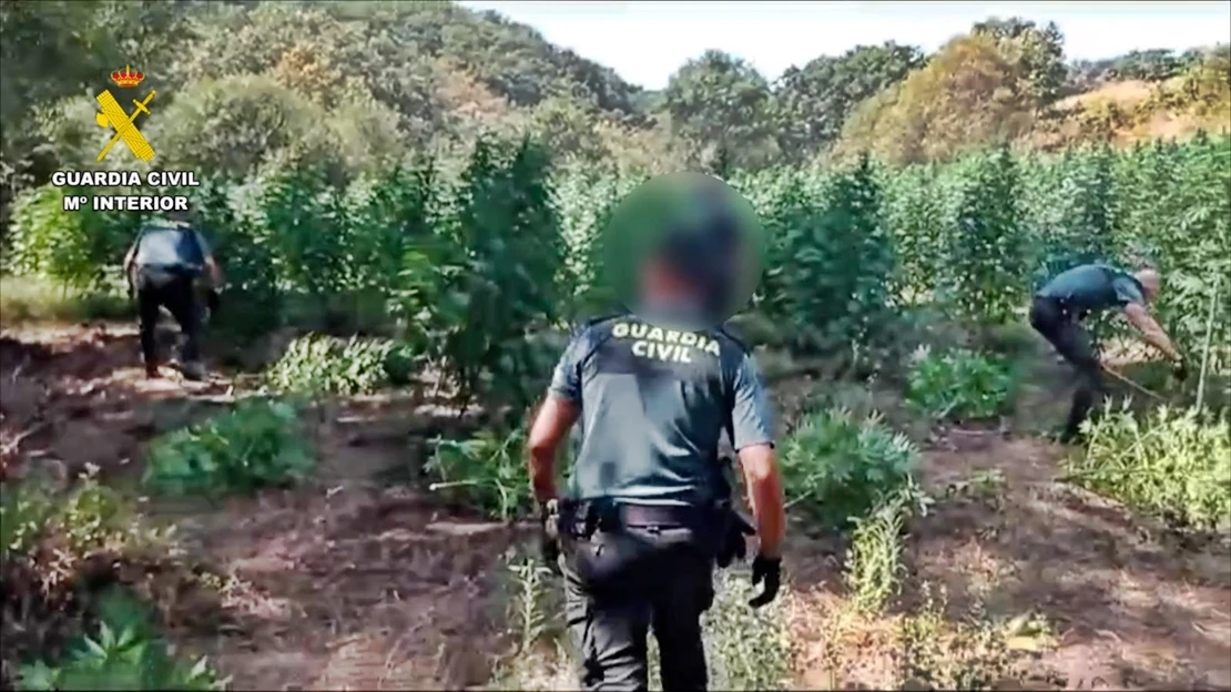 Desmantelan una plantación con más de 1500 plantas de marihuana en La Vera (CC)