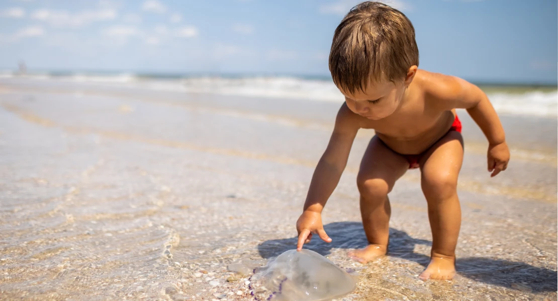 Si te pica una medusa en la playa, debes hacer esto