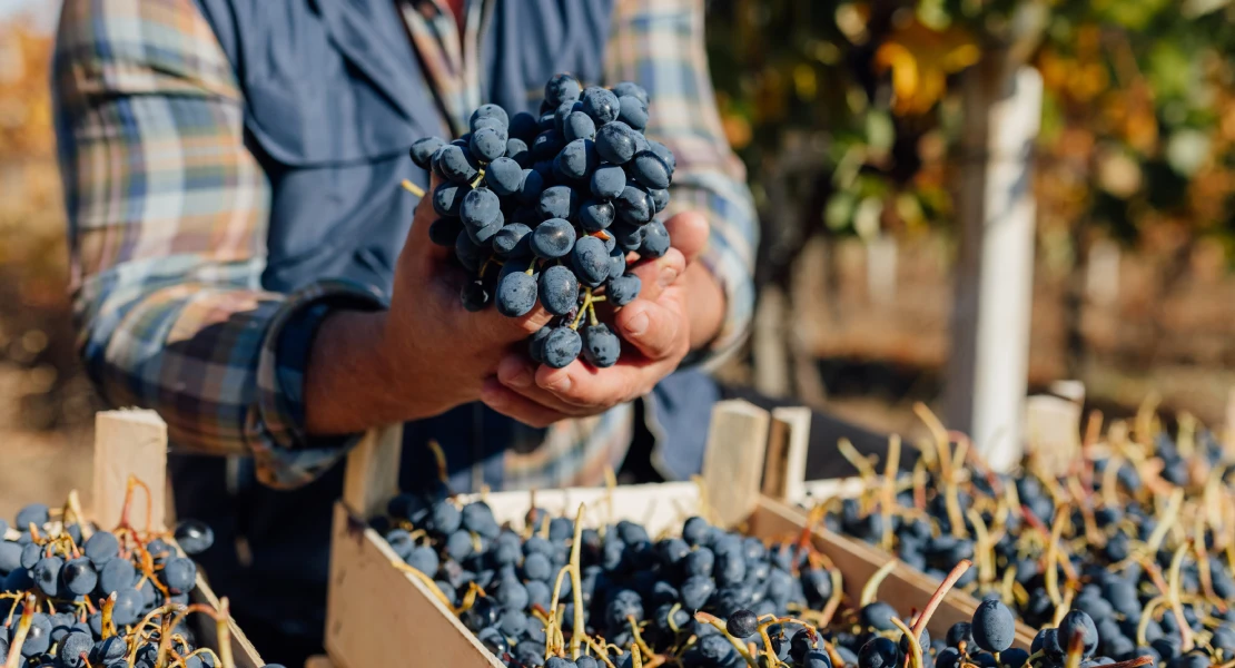 Los agricultores preocupados por "no poder cubrir los costes de producción en la vendimia"