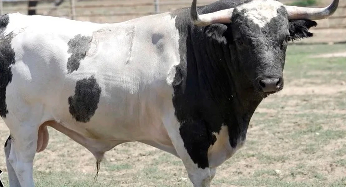 Grave cogida en unos festejos taurinos en Extremadura