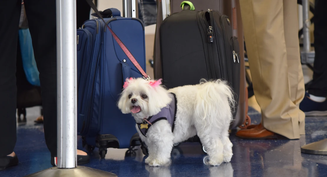 Si viajas con tu mascota por Europa debes saber esto