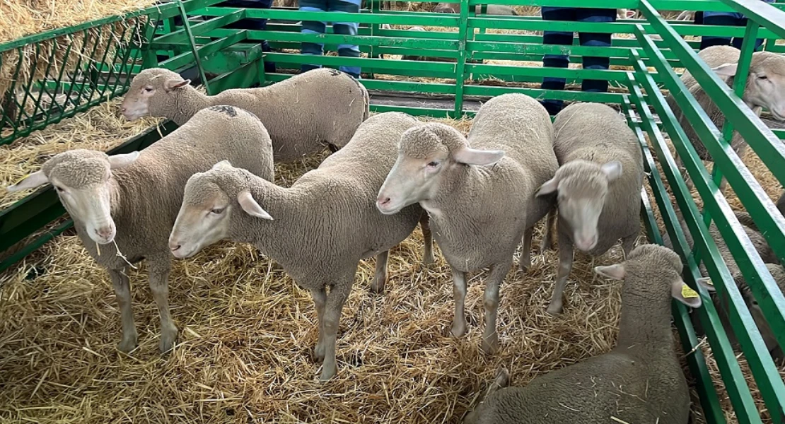 Nuevas ayudas de la Junta de Extremadura para Agricultura: destinan 1,3 M€