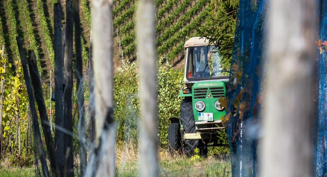 Denuncian "pérdidas de 1500 M€ para los viticultores en esta vendimia si no se cumple la ley de la cadena alimentaria"