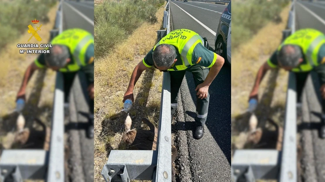 Rescatan a un buitre leonado en la autovía A-5 a su paso por Extremadura