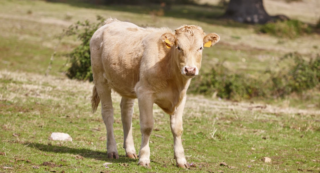 Unión de Uniones pide al Gobierno que "se tome más en serio la sanidad animal"