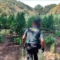 Desmantelan una plantación con más de 1.500 plantas de marihuana en La Vera (CC)