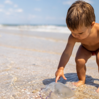 Lo que debes hacer si te pica una medusa en la playa