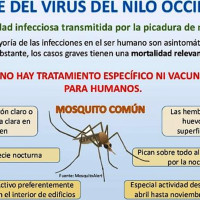 El SES emite recomendaciones para prevenir la fiebre del Virus del Nilo